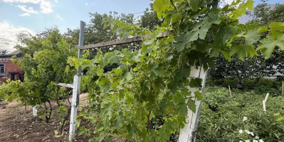 Огород для занятых: 5 неубиваемых овощей, которые растут сами и дают щедрый урожай Огород для занятых: 5 неубиваемых овощей, которые растут сами и дают щедрый урожай