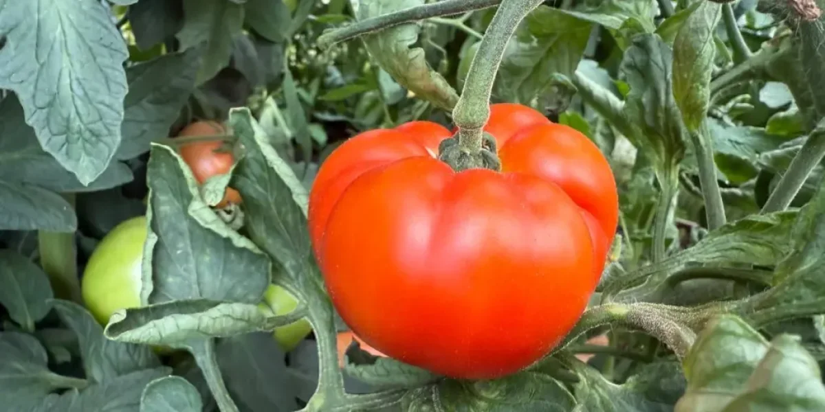 Урожай томатов под защитой: простая подкормка бором для огромных и сладких плодов Урожай томатов под защитой: простая подкормка бором для огромных и сладких плодов