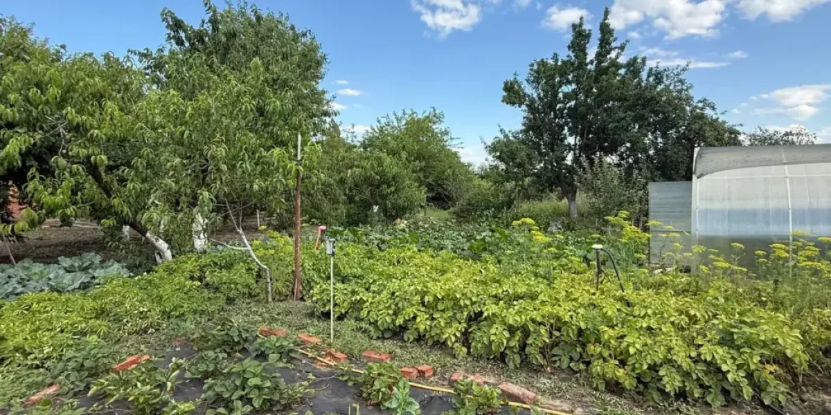 Секрет чистых сухофруктов: 1 ложка соды избавит изюм от химикатов и жирного налета Секрет чистых сухофруктов: 1 ложка соды избавит изюм от химикатов и жирного налета