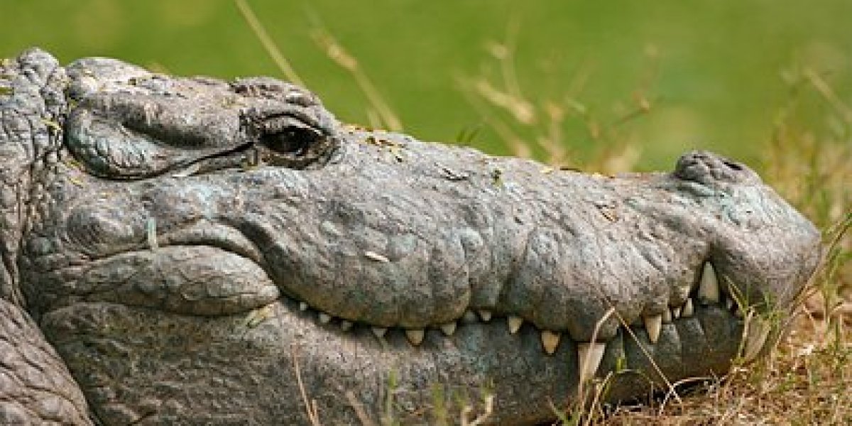 Мирная река превратилась в ловушку: трагическая гибель человека в пасти крокодила на реке Булет Мирная река превратилась в ловушку: трагическая гибель человека в пасти крокодила на реке Булет