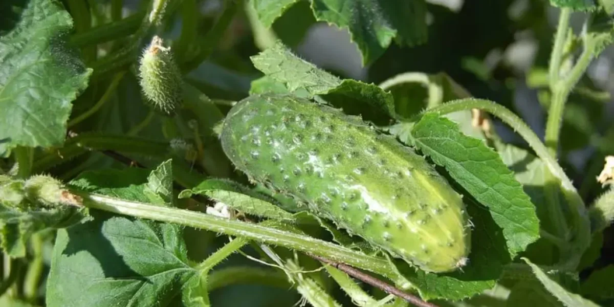 Народное удобрение для огурцов: Секрет урожая ведрами без химии