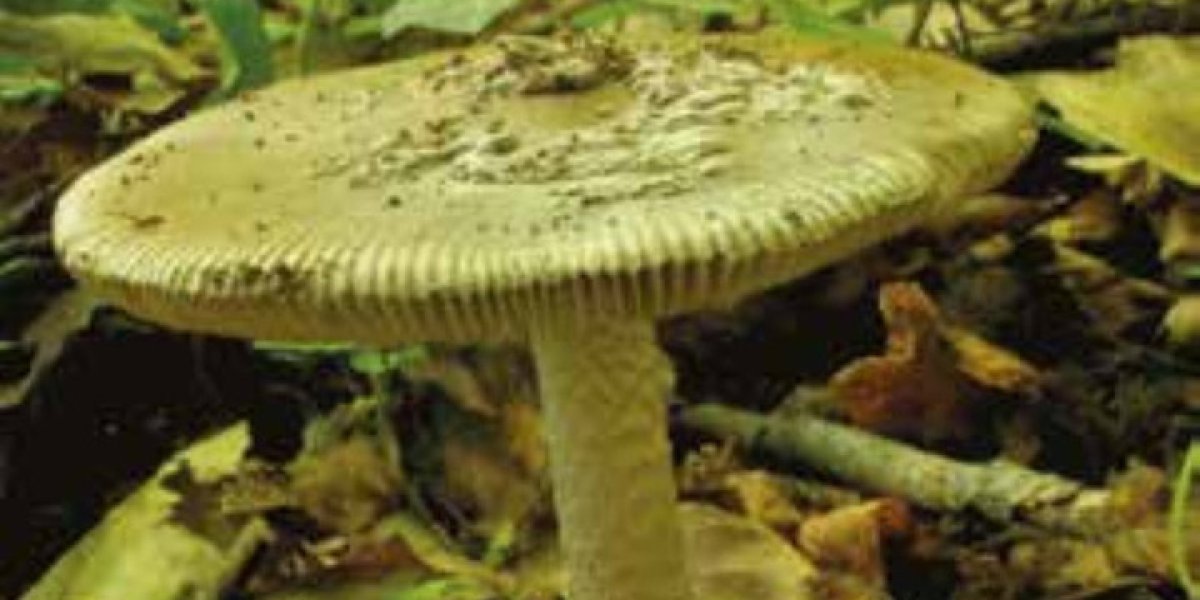 Невидимая грань: какие серьезные штрафы и даже тюрьма грозят россиянам за сбор грибов из Красной книги Невидимая грань: какие серьезные штрафы и даже тюрьма грозят россиянам за сбор грибов из Красной книги