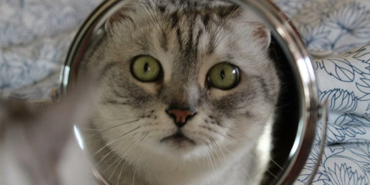 Почему домашние питомцы не узнают себя в зеркале: научное объяснение загадочного поведения Почему домашние питомцы не узнают себя в зеркале: научное объяснение загадочного поведения