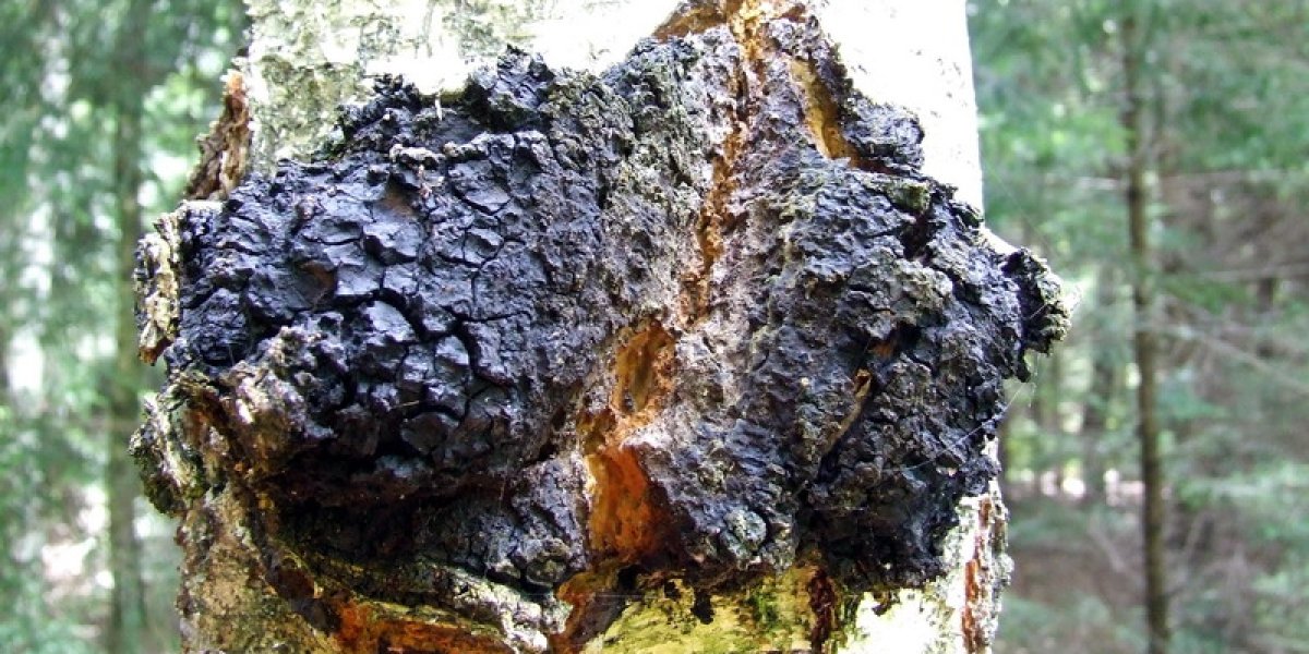 Гриб чага: научное подтверждение лечебных свойств сибирского целителя Гриб чага: научное подтверждение лечебных свойств сибирского целителя