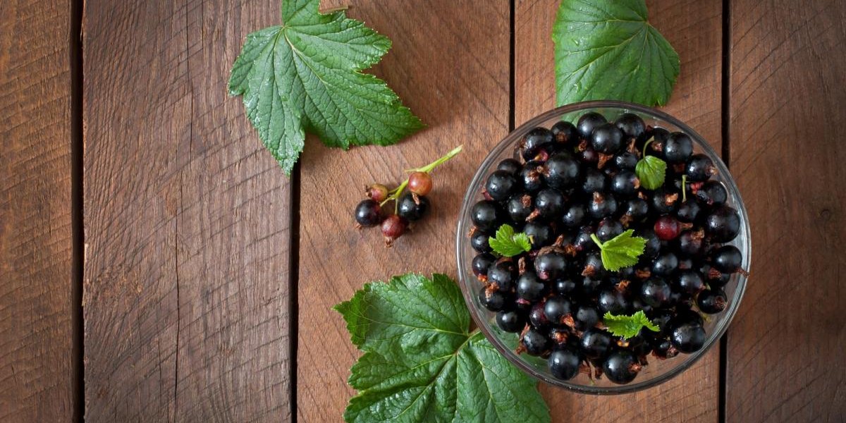 Всего 35 минут: как черная смородина заставляет мозг работать эффективнее Всего 35 минут: как черная смородина заставляет мозг работать эффективнее