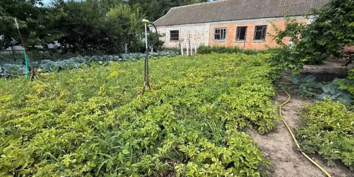 Три осенних шага к богатому урожаю жимолости: как подготовить кустарник к зиме Три осенних шага к богатому урожаю жимолости: как подготовить кустарник к зиме