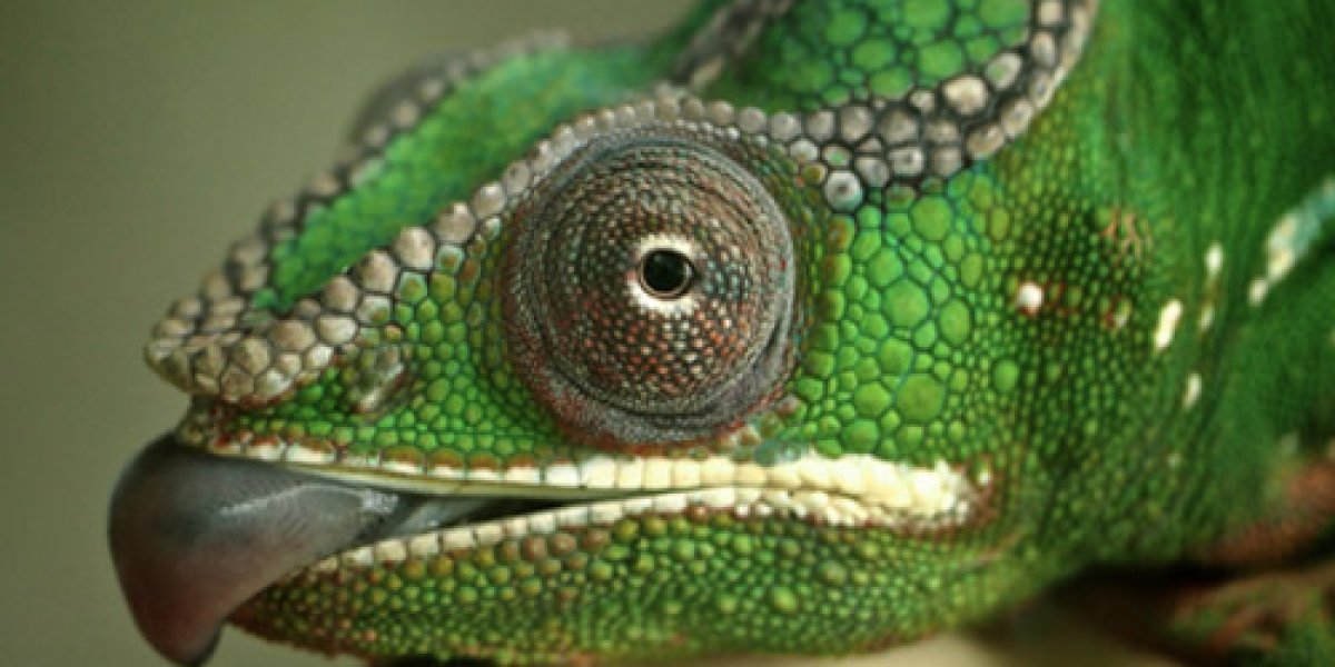 Правда о хамелеонах: почему они меняют цвет и при чем здесь общение Правда о хамелеонах: почему они меняют цвет и при чем здесь общение