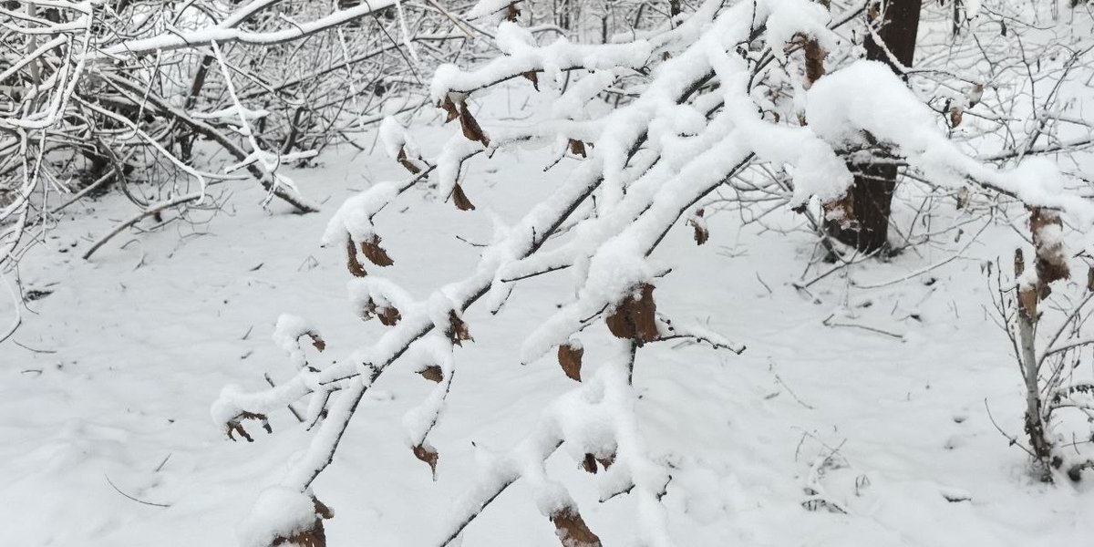 Теплая зима в Москве: чего ждать столичным жителям от предстоящего сезона Теплая зима в Москве: чего ждать столичным жителям от предстоящего сезона