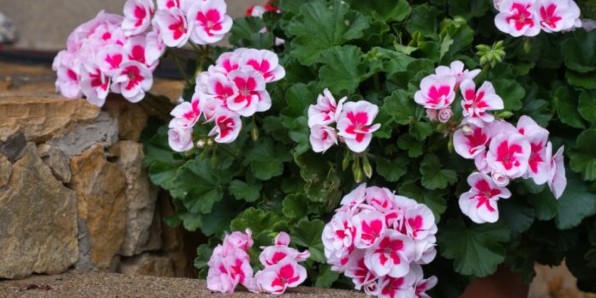 Осеннее черенкование герани: секрет пышного цветения на следующий год Осеннее черенкование герани: секрет пышного цветения на следующий год