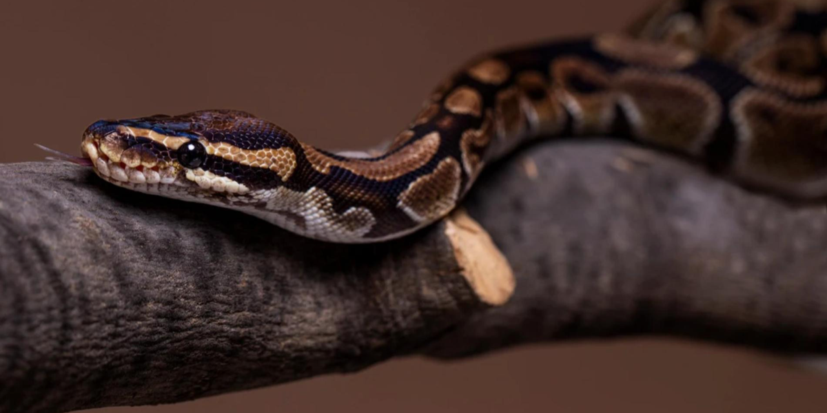 Смертельный укус на Бали: укус змеи привел к трагедии Смертельный укус на Бали: укус змеи привел к трагедии