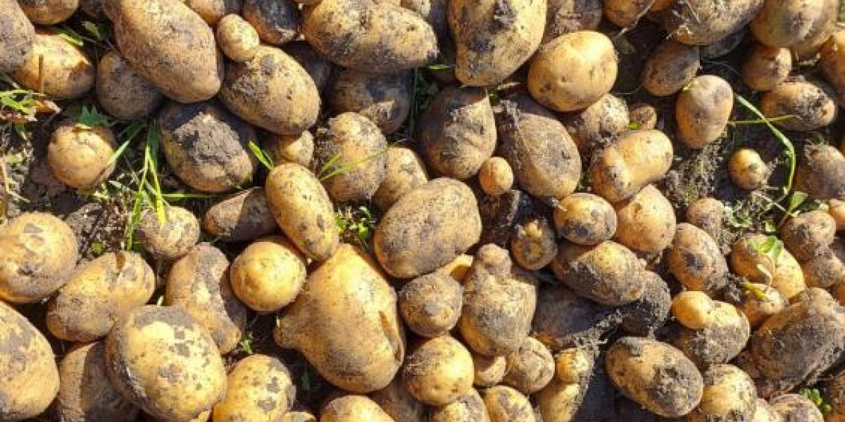 Невидимый враг картофеля: как распознать бурую гниль до потери урожая Невидимый враг картофеля: как распознать бурую гниль до потери урожая