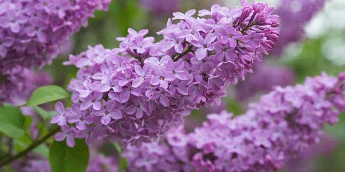 Москвичам на радость: синоптики объявили, когда закончатся зимние морозы Москвичам на радость: синоптики объявили, когда закончатся зимние морозы